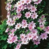 Klematis 'Nelly Moser' -Garden Supplies Sales 2024 klematis nelly moser rosa