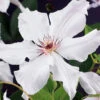 Klematis 'Snow Queen' 2 Klematis 'Snow Queen' -Garden Supplies Sales 2024 klematis snow queen