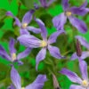 Klematis 'Sparkling Star' -Garden Supplies Sales 2024 klematis sparkling star