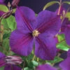 Klematis 'Star Of India' 2 Klematis 'Star Of India' -Garden Supplies Sales 2024 klematis star of india