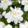 Klematis 'Sylvia Denny' -Garden Supplies Sales 2024 klematis sylvia denny