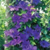 Klematis 'The President' -Garden Supplies Sales 2024 klematis the president