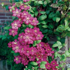 Klematis 'Ville De Lyon'