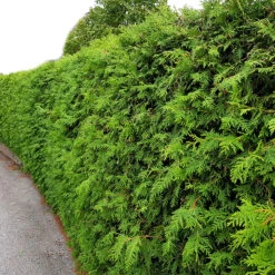 Thuja Brabant 80-100 Cm, 100-pack