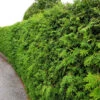 Thuja Brabant 100-125 Cm, 100-pack 1 Thuja Brabant 100-125 Cm, 100-pack -Garden Supplies Sales 2024 klippt thujahack brabant