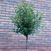 Klotkörsbär, Prunus Eminens Umbraculifera 'Globosa', 100-120 Cm -Garden Supplies Sales 2024 klotkorsbar prunus eminens umbraculifera