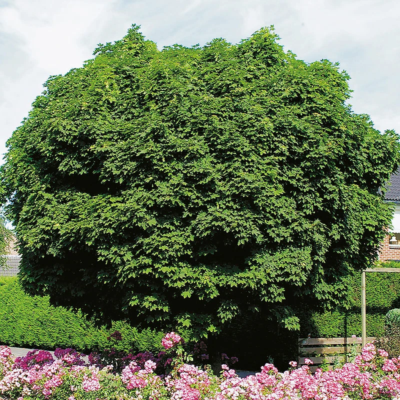 Klotlönn, Acer Plantanoides 'Globosum' 3 Klotlönn, Acer Plantanoides 'Globosum'