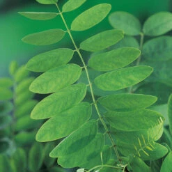 Klotrobinia, Robinia Pseudoacacia 'Umbraculifera', 100-120 Cm 8 Klotrobinia, Robinia Pseudoacacia 'Umbraculifera', 100-120 Cm -Garden Supplies Sales 2024 klotrobinia robinia pseudoacacia umbraculifera blad