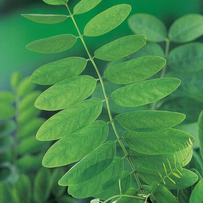 Klotrobinia, Robinia Pseudoacacia 'Umbraculifera', 100-120 Cm 5 Klotrobinia, Robinia Pseudoacacia 'Umbraculifera', 100-120 Cm - Image 3