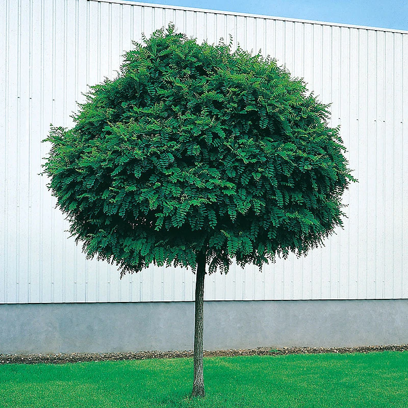 Klotrobinia, Robinia Pseudoacacia 'Umbraculifera', 100-120 Cm 3 Klotrobinia, Robinia Pseudoacacia 'Umbraculifera', 100-120 Cm