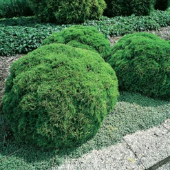 Klottuja 'Danica' 20-25 Cm