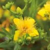 Knapphyperikum 'Gemo' 10-pack -Garden Supplies Sales 2024 knapphyperikum gemo co