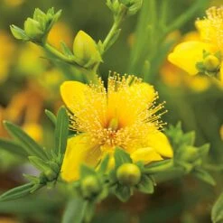 Knapphyperikum 'Gemo' 10-pack