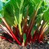 Rabarber 'Red Champagne', 1-pack -Garden Supplies Sales 2024 kokstrasgardsvaxt rabarber red champagne