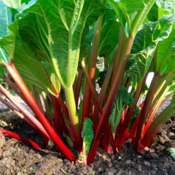 Rabarber 'Red Champagne', 1-pack