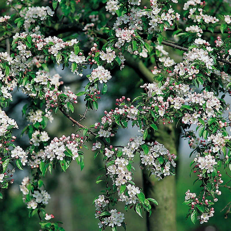 Korallapel, Malus Zumi 'Professor Sprenger' 3 Korallapel, Malus Zumi 'Professor Sprenger'