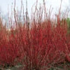 Korallkornell 1 Korallkornell -Garden Supplies Sales 2024 korallkornell cornus alba sibirica 1
