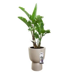 Elho Kruka Pure Coupe 35 Cm, Beige -Garden Supplies Sales 2024 kruka Pure coupe 35 cm beige blomma