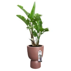 Elho Kruka Pure Coupe 35 Cm, Rosabrun -Garden Supplies Sales 2024 kruka Pure coupe 35 cm rosabrun blomma
