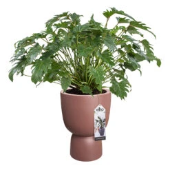 Elho Kruka Pure Coupe 41 Cm, Rosabrun 8 Elho Kruka Pure Coupe 41 Cm, Rosabrun -Garden Supplies Sales 2024 kruka Pure coupe 41 cm rosabrun blomma