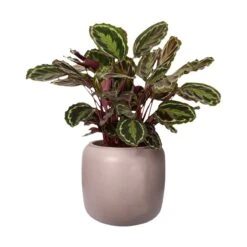 Elho Kruka Pure Beads Small 39 Cm, Rosa 5 Elho Kruka Pure Beads Small 39 Cm, Rosa -Garden Supplies Sales 2024 kruka pure beads small rosa blomma