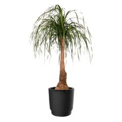 Elho Kruka Pure Grade 39 Cm, Svart 9 Elho Kruka Pure Grade 39 Cm, Svart -Garden Supplies Sales 2024 kruka pure grade svart stor krukvaxt