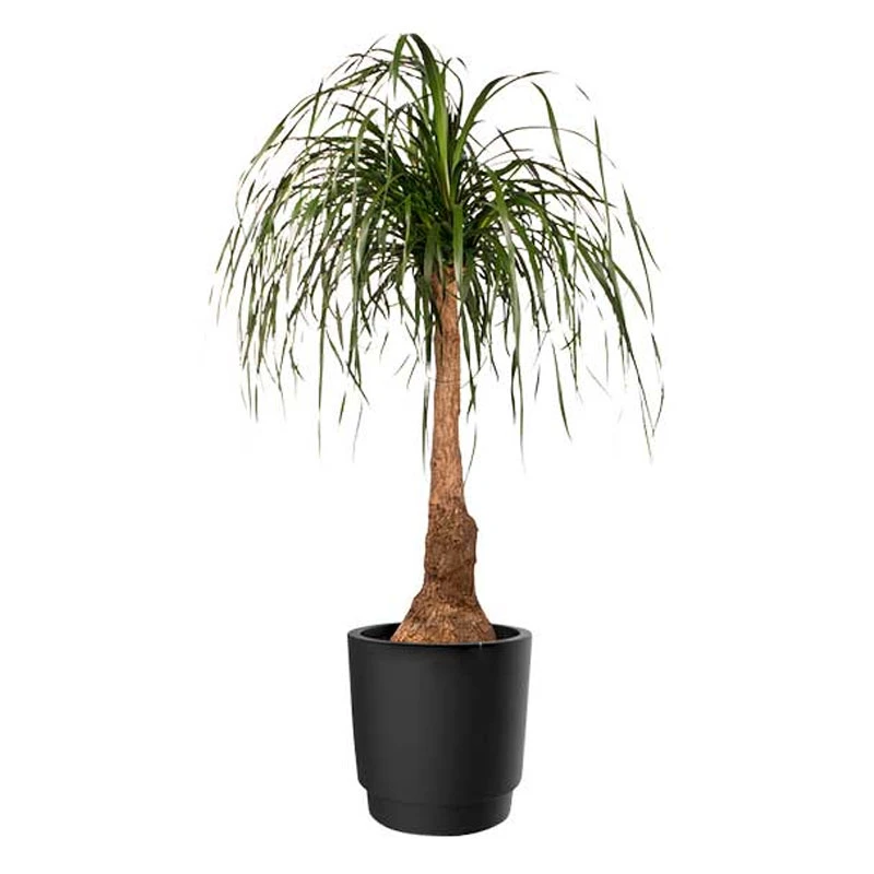 Elho Kruka Pure Grade 39 Cm, Svart 6 Elho Kruka Pure Grade 39 Cm, Svart - Image 4