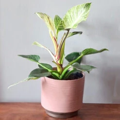 Kruka Suze 17 Cm, Rosa -Garden Supplies Sales 2024 kruka suze 17 cm rosa inspiration1