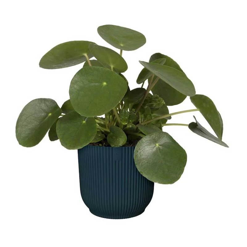 Elho Kruka Vibes Fold 22 Cm, Mörkblå 4 Elho Kruka Vibes Fold 22 Cm, Mörkblå - Image 2