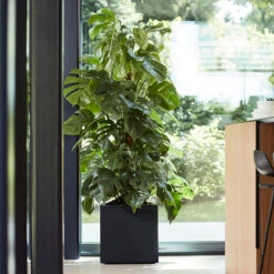 Elho Kruka Vivo Med Hjul 39x39 Cm, Svart 9 Elho Kruka Vivo Med Hjul 39x39 Cm, Svart -Garden Supplies Sales 2024 kruka vivo med hjul 39x39 cm svart fonster monstera