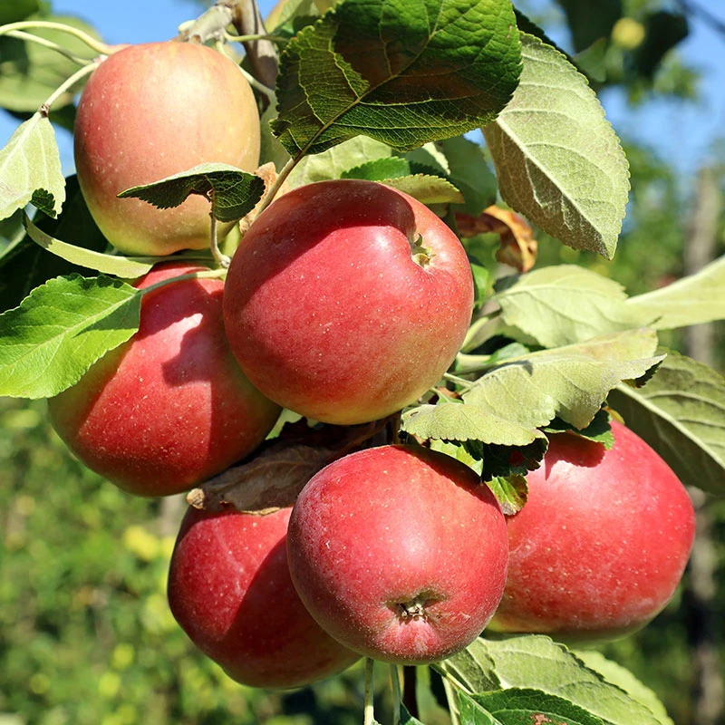 Äpple LOVISA® E 3 Äpple LOVISA® E