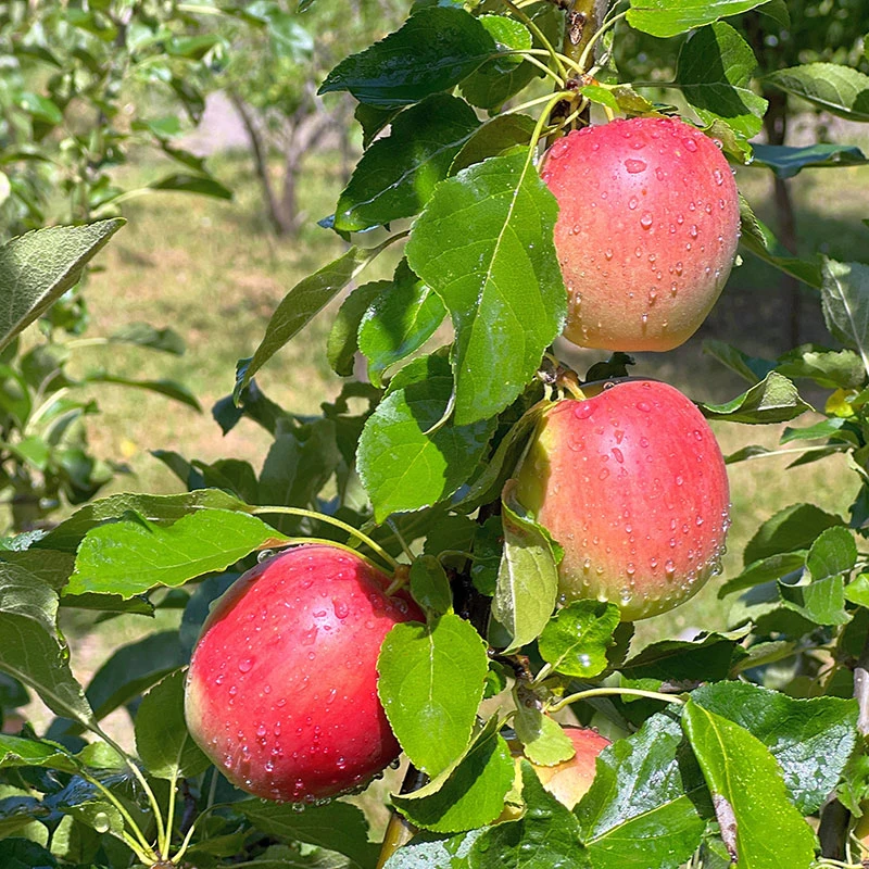 Äpple LOVISA® E 4 Äpple LOVISA® E - Image 2