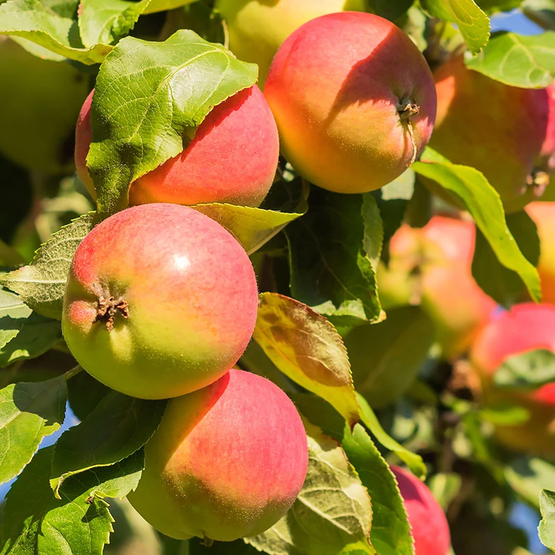 Äpple 'Mantet' 3 Äpple 'Mantet'