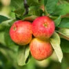 Äpple TRULSA® E - M Uppbindn 1 Äpple TRULSA® E - M Uppbindn -Garden Supplies Sales 2024 krukodlad apple trulsa e planta