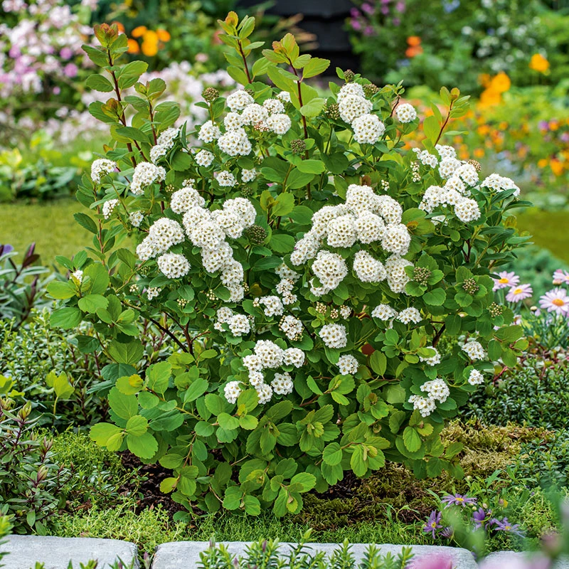 Björkspirea 'Tor' E-planta, 10-pack 4 Björkspirea 'Tor' E-planta, 10-pack - Image 2