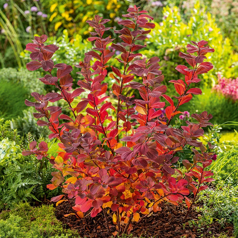 Björkspirea 'Tor' E-planta, 10-pack 5 Björkspirea 'Tor' E-planta, 10-pack - Image 3