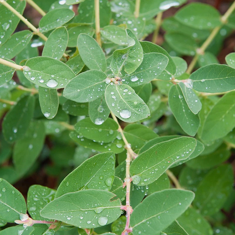 Blåbärstry 'ANJA' E-planta, 10-pack 4 Blåbärstry 'ANJA' E-planta, 10-pack - Image 2