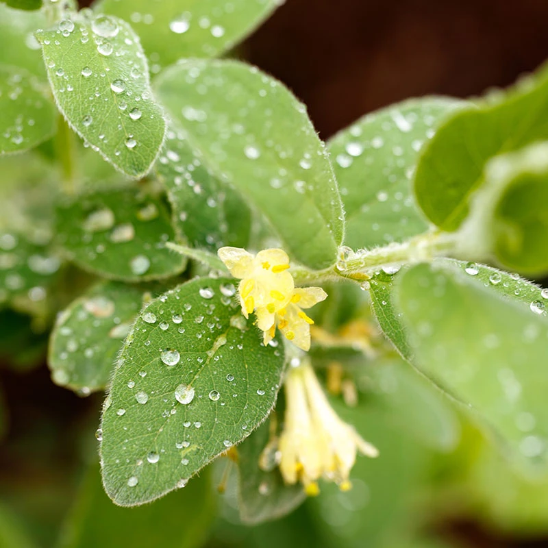 Blåbärstry 'ANJA' E-planta, 10-pack 5 Blåbärstry 'ANJA' E-planta, 10-pack - Image 3