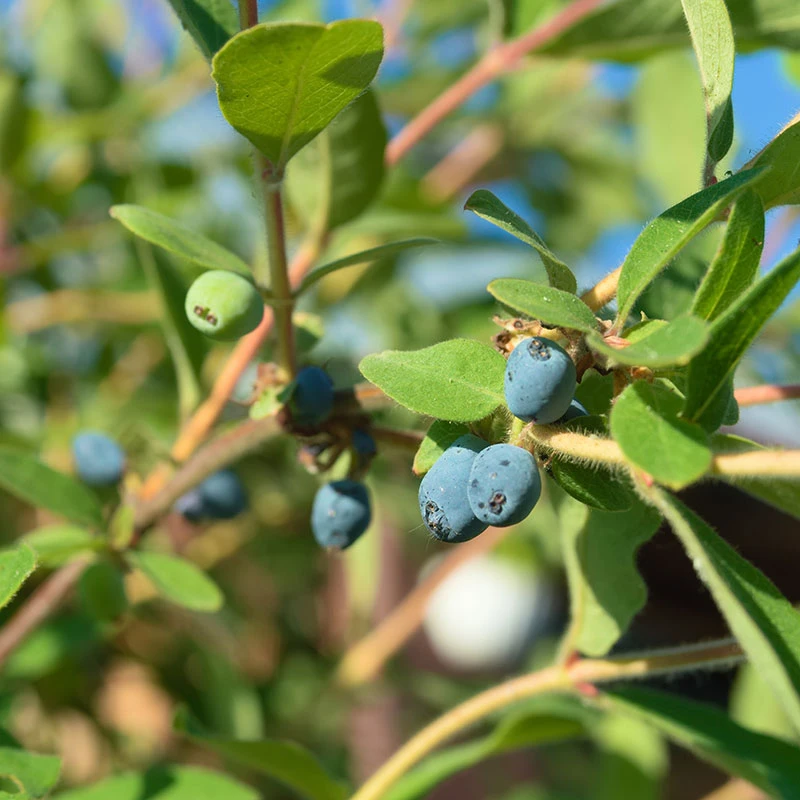 Blåbärstry 'ANJA' E-planta, 10-pack 3 Blåbärstry 'ANJA' E-planta, 10-pack
