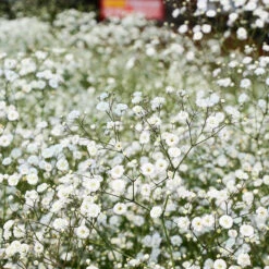 Brudslöja, 6-pack 7 Brudslöja, 6-pack -Garden Supplies Sales 2024 krukodlad brudsloja 1