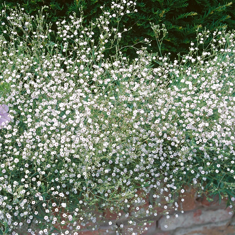 Brudslöja, 6-pack 4 Brudslöja, 6-pack - Image 2