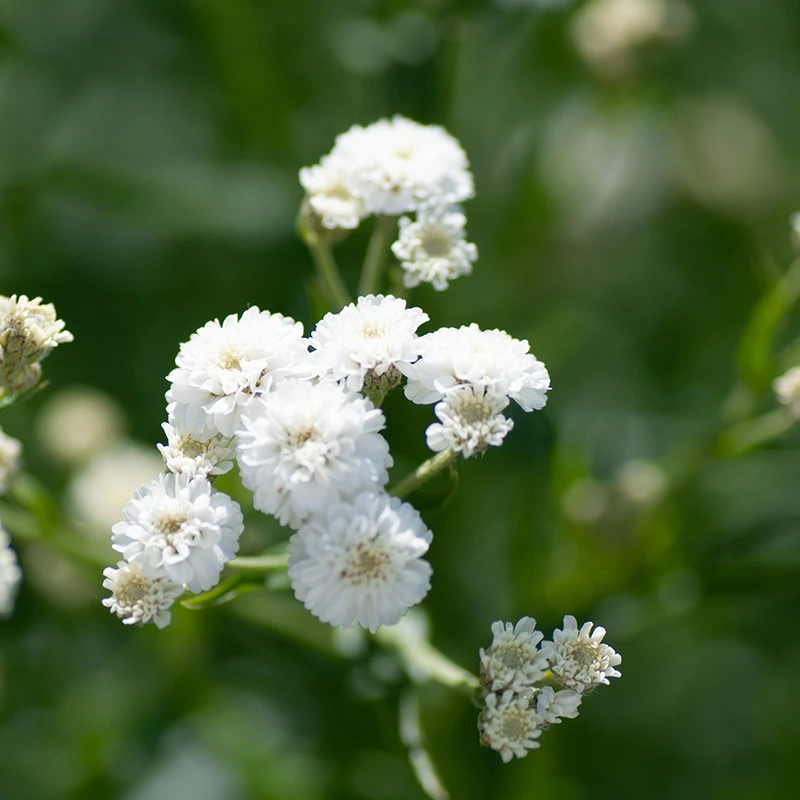 Brudslöja, 6-pack 3 Brudslöja, 6-pack