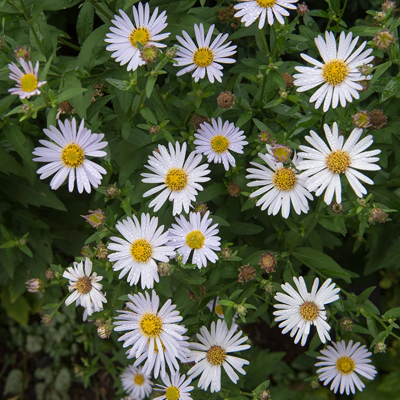 Fjäderaster 'Madiva', 6-pack 3 Fjäderaster 'Madiva', 6-pack