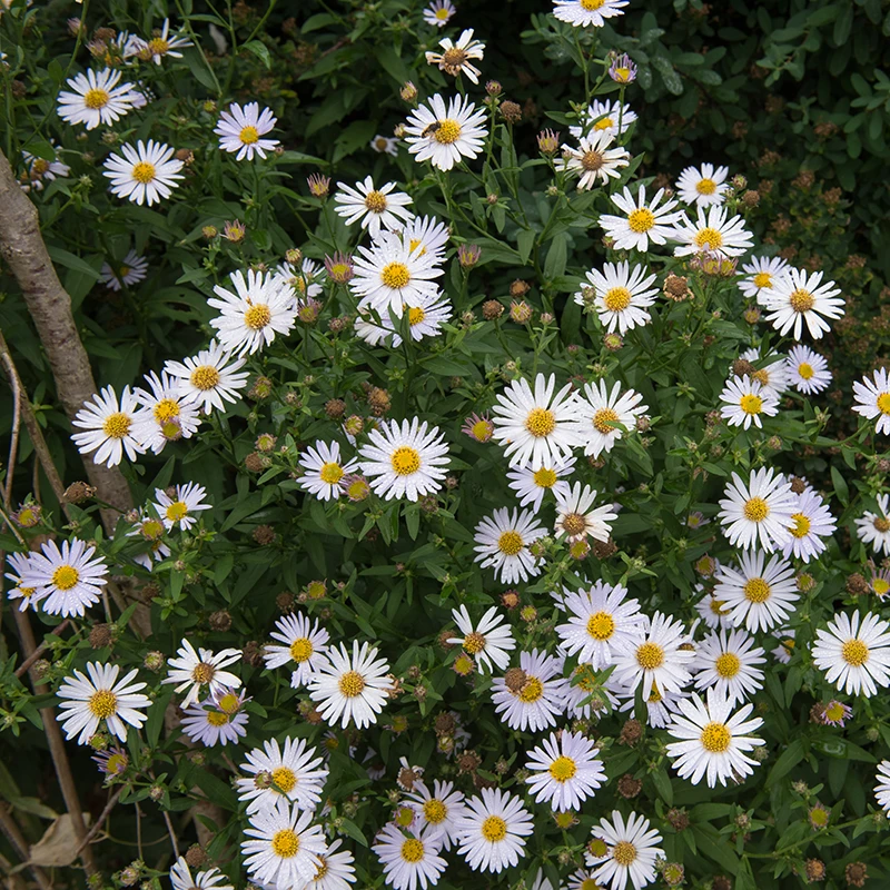 Fjäderaster 'Madiva', 6-pack 4 Fjäderaster 'Madiva', 6-pack - Image 2