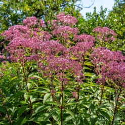 Fläckflockel 'Atropurpureum', 3-pack 7 Fläckflockel 'Atropurpureum', 3-pack -Garden Supplies Sales 2024 krukodlad flackflockel atropurpureum 2