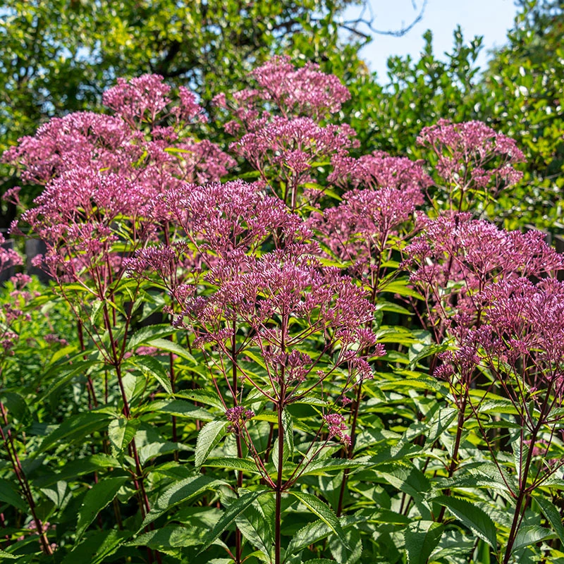 Fläckflockel 'Atropurpureum', 3-pack 5 Fläckflockel 'Atropurpureum', 3-pack - Image 3