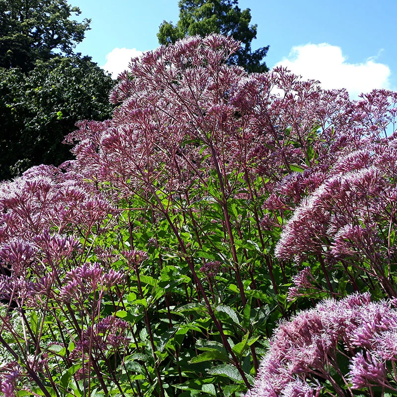 Fläckflockel 'Purple Bush', 3-pack 4 Fläckflockel 'Purple Bush', 3-pack - Image 2