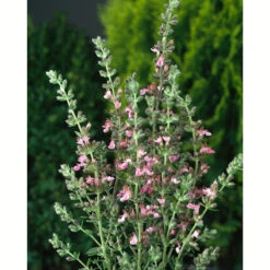 Gamander, 6-pack -Garden Supplies Sales 2024 krukodlad gamander 1