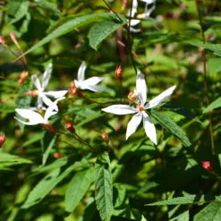 Gillenia, Trebladspira, 3-pack 5 Gillenia, Trebladspira, 3-pack -Garden Supplies Sales 2024 krukodlad gillenia trebladspira 1