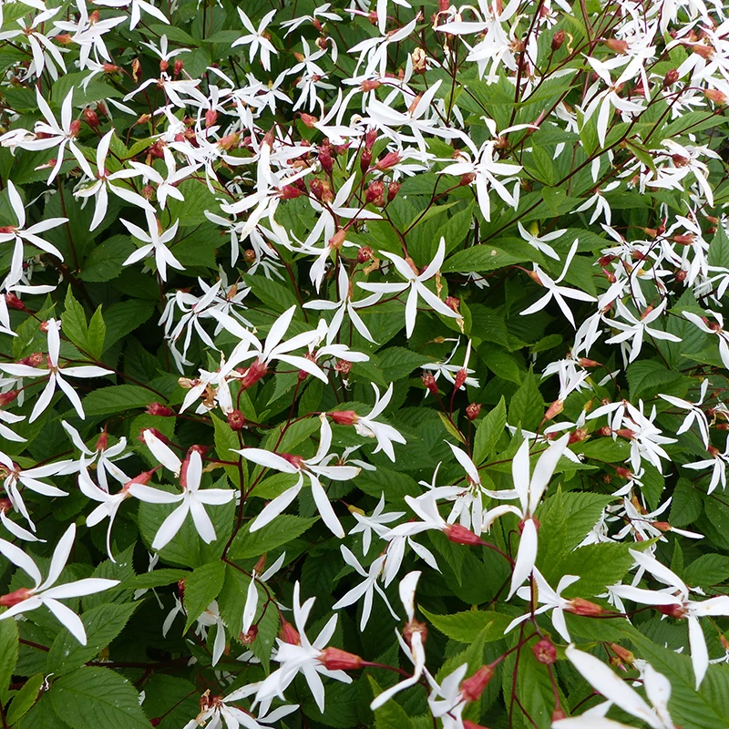 Gillenia, Trebladspira, 3-pack 3 Gillenia, Trebladspira, 3-pack